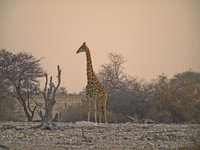 Giraffe [ 4 images ]